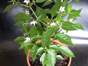 Chili 2016 0310 043