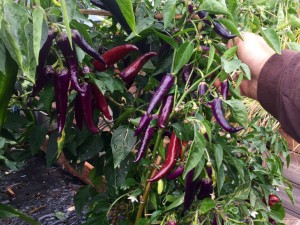 Purple Zoe IMG_1717