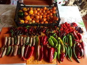 Ernte 2016 IMG_1720