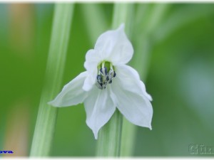 Yalova Carliston Blüte