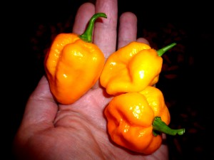 P1250643