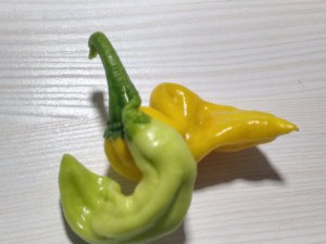 Zwillinge hot lemon