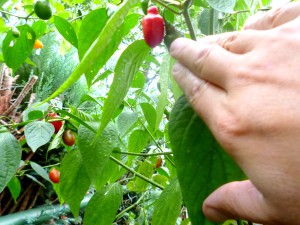 P1250663