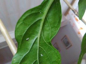 IMG_20161012_171142
