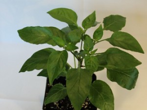 20130421_satankis_1brd4s