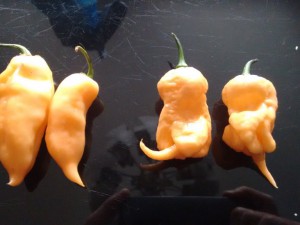 Fatalii Peach vs Jays Peach