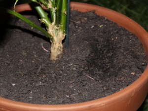 Ueberwinterer 2 (2)