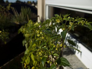 IMG_5650a