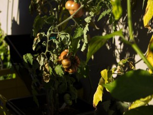 IMG_5653d