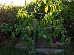 IMG_5654e