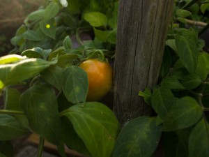 IMG_5655f