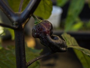 IMG_5657h