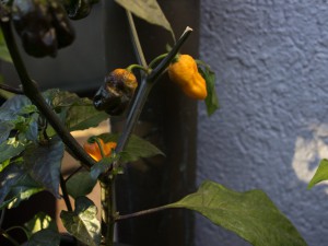 IMG_5660k