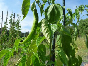 Aji Pacay