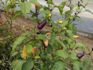 Mexikanische bunte Chili 1
