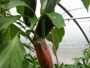 Jalapenos 2