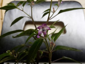 Chili 2016 2710 008
