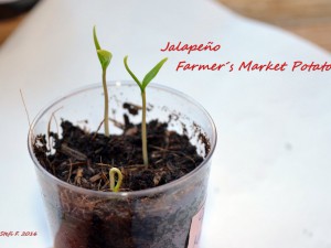 Farmer´s Market Potatoe