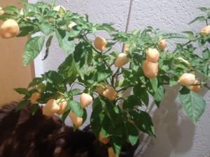 Verkreuzte Fatalii peach