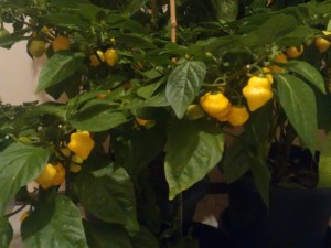 Trinidad Perfume hot