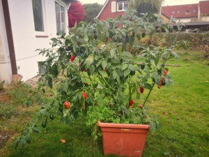 IMG_20161030_144428