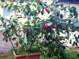 IMG_20161030_144550