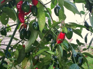 IMG_20161030_144556