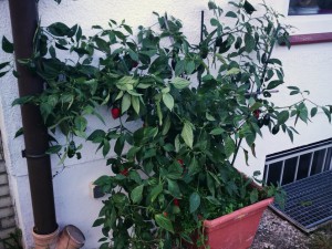 IMG_20161030_144716