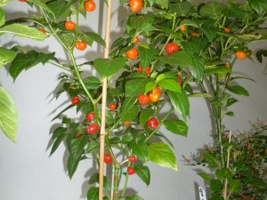 P1250833