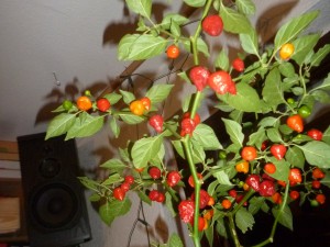 P1250875