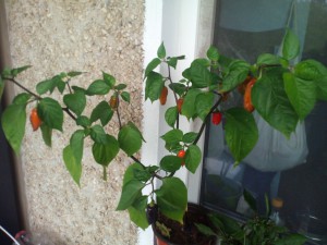 IMG_20161017_105934