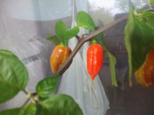 IMG_20161017_110019