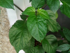 IMG_20160713_102700
