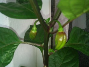 IMG_20160713_102630