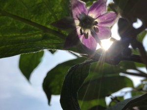 Rocoto Santa Natalia 4