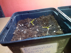 Ecuadorian Brown