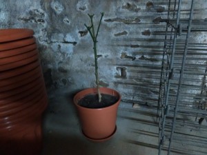 IMG_20161114_170853