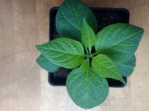 Aji Giant