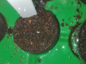 IMG_20161123_173219