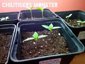 Chilitigers_Monster