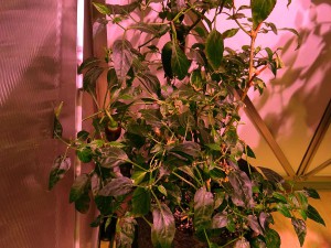 Jalapeno_Brown_20161125
