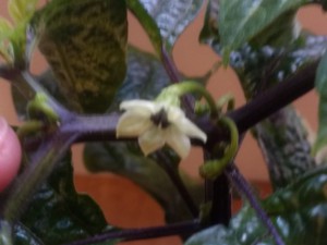 Erste Blüte Numex