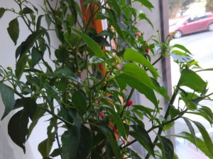 IMG_20161130_132803