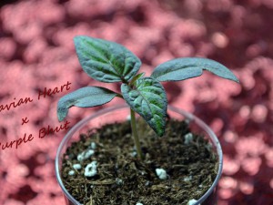 Moldavian Heart x Purple Bhut, 20.12.16