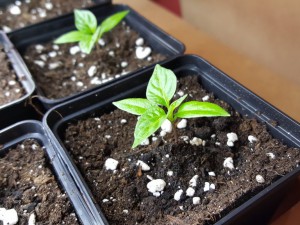 Chilitigers Limon F4