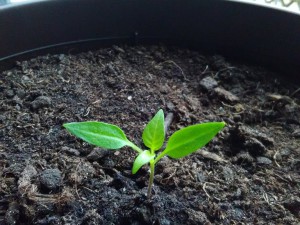 IMG_20161126_095721