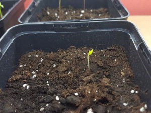 Habanero El Remo