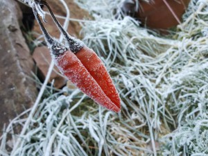 Frozen Pepper