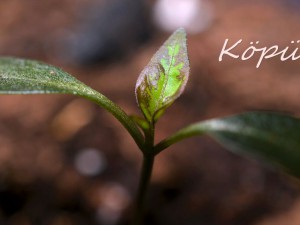 Köpük, 04.12.16