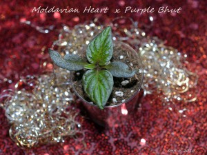 Moldavian Heart X Purple Bhut, 04.12.